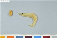 藏品(梭形附頭虱)的圖片